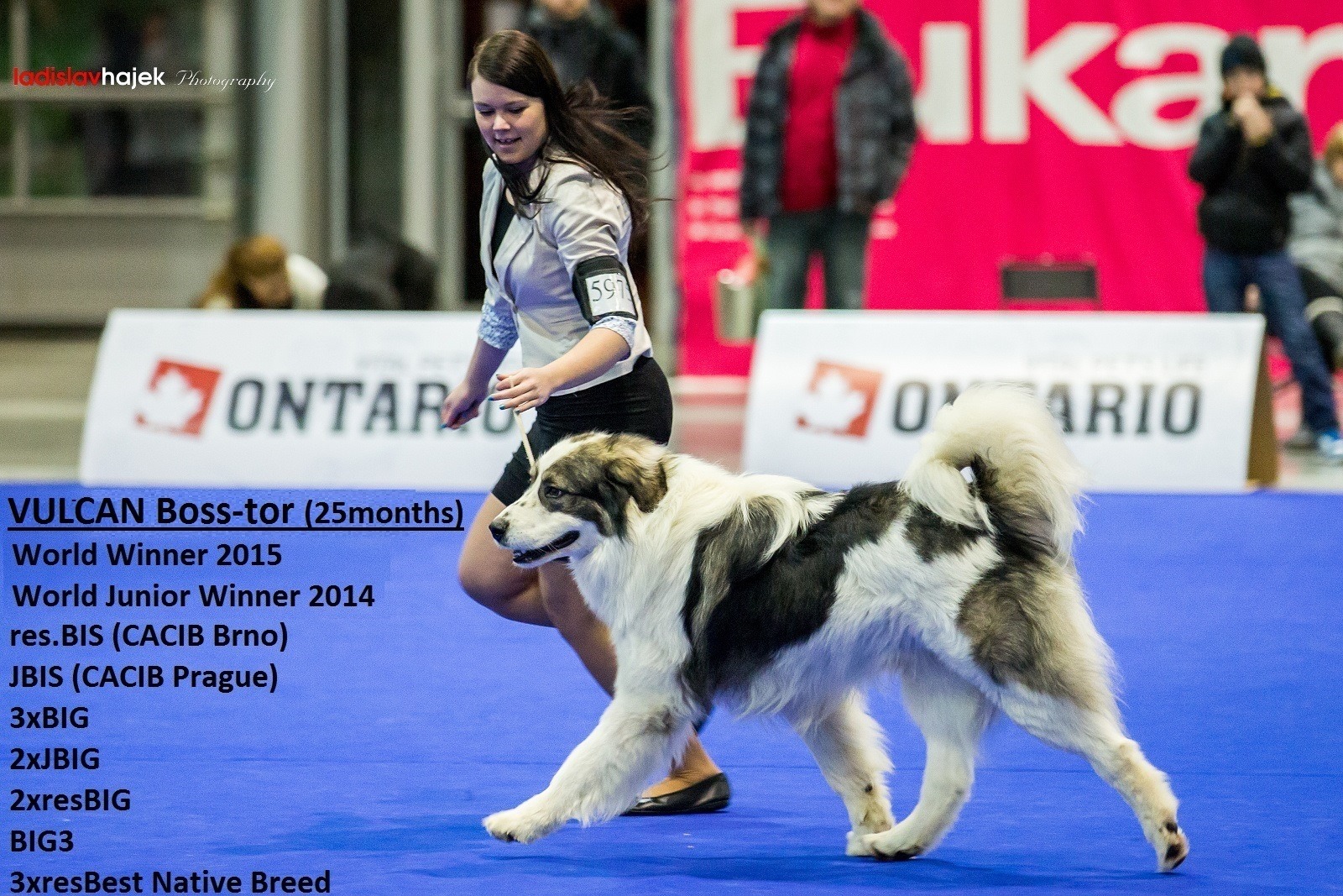 11392923_879683335432030_8444039998577361342_o