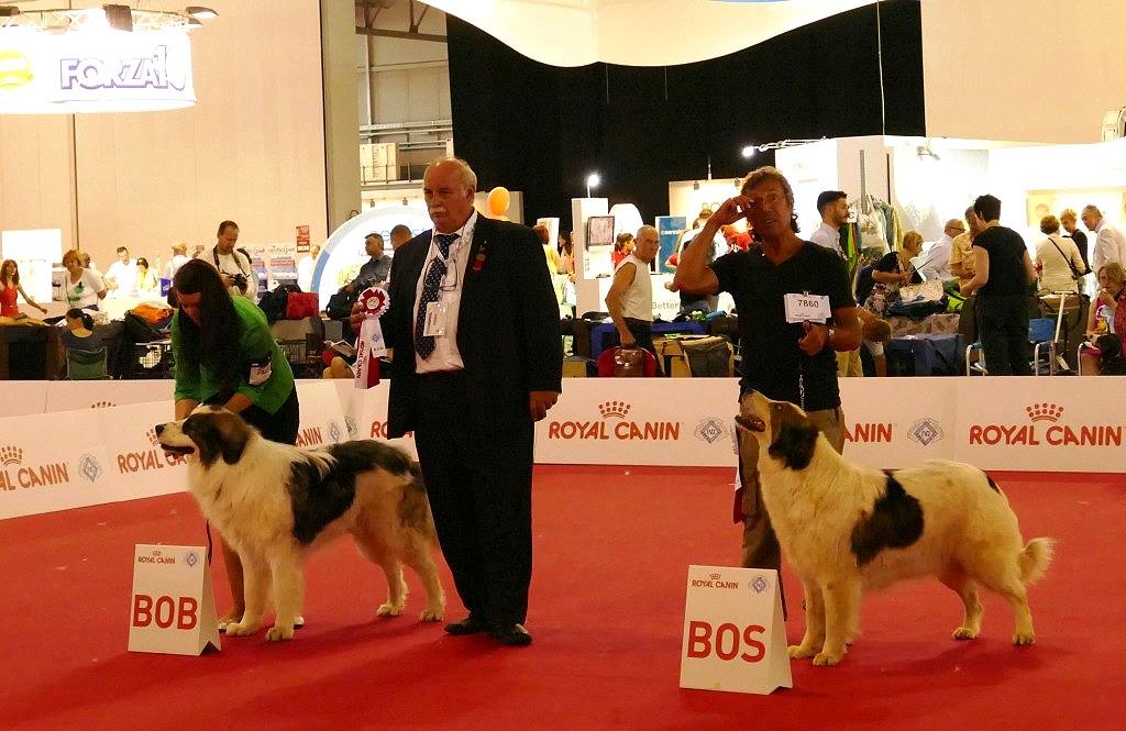 1399213_868262239876957_9116208345704541974_o